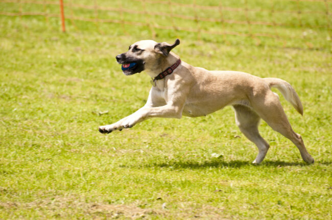 Dog Race Scaled E1652904695189 
